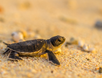 Kiawah Island's Turtle Patrol Hatch Update